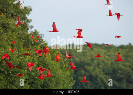 Scarlet Ibis (Eudocimus ruber). Foto Stock