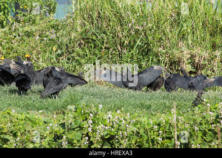 Avvoltoio nero (Coragyps atratus). Gruppo assemblato asciugando fuori del piumaggio dopo una pesante pioggia tempesta. Trinidad. Foto Stock