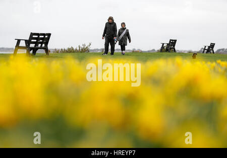 La gente a piedi i loro cani passato alcuni narcisi lungo il litorale in Esher in Hampshire. Foto Stock