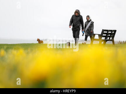 La gente a piedi i loro cani passato alcuni narcisi lungo il litorale in Esher in Hampshire. Foto Stock