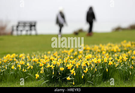 La gente a piedi i loro cani passato alcuni narcisi lungo il litorale in Esher in Hampshire. Foto Stock