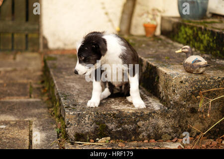 Foto di cucciolo, Wolfhound Collie Mix Foto Stock