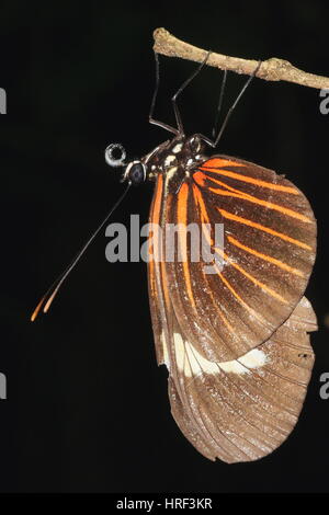 Portalettere BUTTERFLY Heliconius melpomene : capovolto Foto Stock