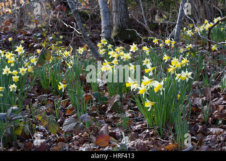 I narcisi selvatici, Narcissus pseudo-narcissus, cresce nei boschi, Gloucestershire, UK. Foto Stock