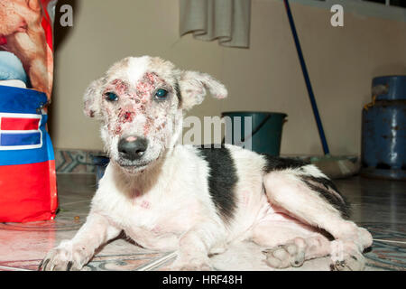 Rogna Sarcoptic malattia canina (scabbia) Foto Stock
