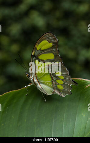 Malachite butterfly (Siproeta Stelenes) fotografato in Foz do Iguaçu - Paraná - Brasile Foto Stock