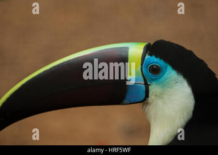 Bianco-throated Toucan (Ramphastos tucanus) si trova in tutto il bacino amazzonico - fotografato nel Parco Nazionale di Iguazu - dettaglio - Travel birdwatching Foto Stock