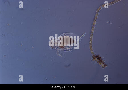 Rotifer, specie Euchlanus Foto Stock