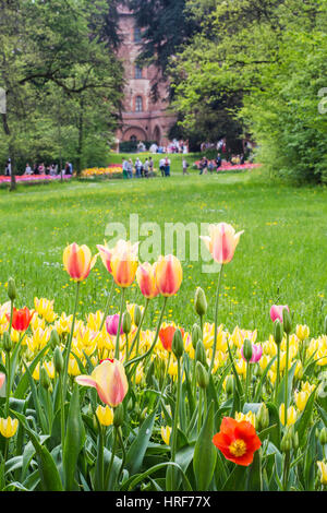 Bellissimi i tulipani sul giardino del castello di Pralormo, Torino, Piemonte, Italia Foto Stock