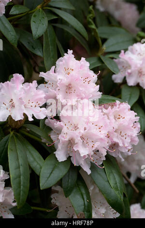 Rhododendron 'Natale allietare' fiori in primavera. Foto Stock