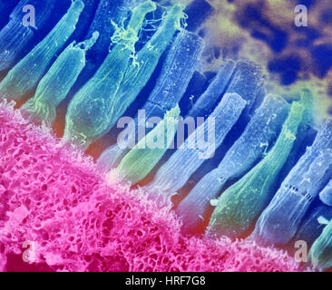 SEM di aste e i coni della retina Foto Stock