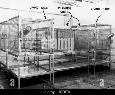 La sperimentazione animale, privazione materna Foto Stock