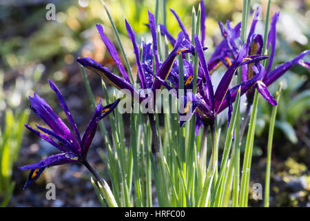 Fiori della fioritura invernale lampadina nana, Iris reticulata. Foto Stock