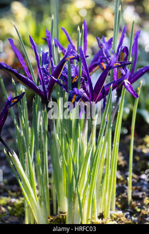 Fiori della fioritura invernale lampadina nana, Iris reticulata. Foto Stock