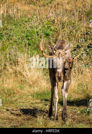 Unione elk, Alces alces, camminando verso la telecamera, con corna e pelle di velluto appeso uno corna. Si tratta di un toro di elk che vivono in Elgtun, un Norwe Foto Stock