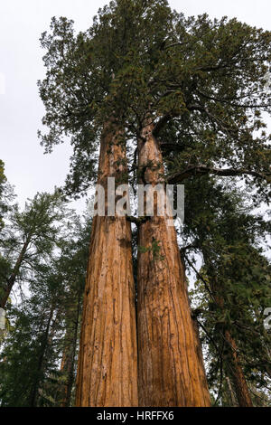 Panorama,Foresta Gigante, Sequoia National Park, California, Stati Uniti d'America Foto Stock