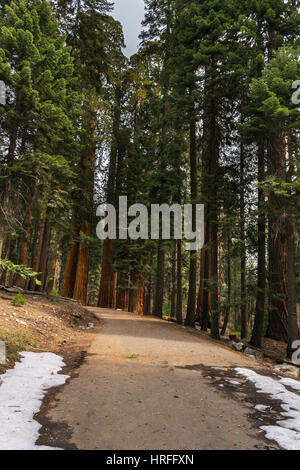 Panorama,Foresta Gigante, Sequoia National Park, California, Stati Uniti d'America Foto Stock