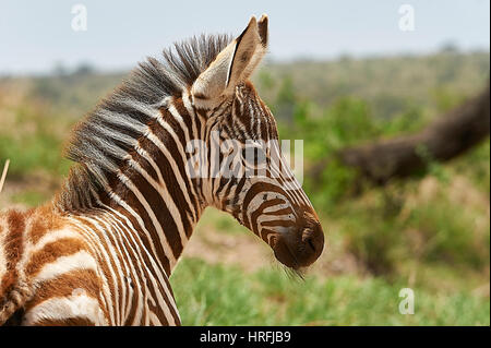 In posa giovani zebra Foto Stock