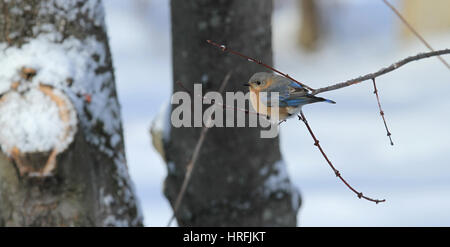 Una femmina Orientale (bluebird Sialia sialis) appollaiato su un ramo di un albero di acero in inverno Foto Stock