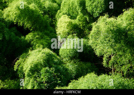 Foresta di Bamboo nelle Alpi giapponesi lungo il sentiero Nakasendo - vista da sopra il fresco verde degli alberi Foto Stock