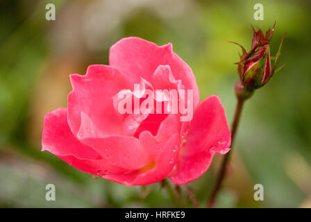 Foto macro di un genle rose fiore con gocce d'acqua nel giorno di primavera. messa a fuoco selettiva di ripresa macro con DOF poco profondo. Foto Stock