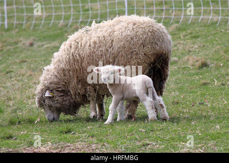 Una madre e un bambino pascolo di agnello in un pascolo su una fattoria Foto Stock