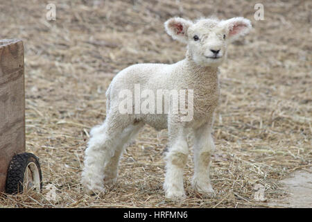 Un bianco neonato di lana di agnello in piedi in un pascolo su una fattoria Foto Stock