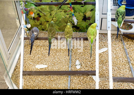 Una gabbia di vetro con parrocchetti, o Budgies, in vendita in un negozio PetSmart in Oklahoma City, Oklahoma, Stati Uniti d'America. Foto Stock