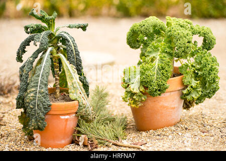 Raccolto di inverno Dinosaur kale e general kale in vasi di terracotta Foto Stock