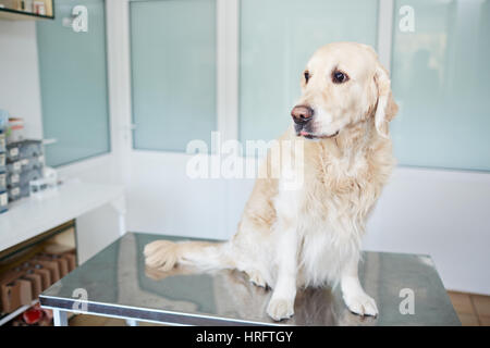 Ritratto del simpatico Labrador seduto sulla tavola e in attesa di un check up medico Foto Stock