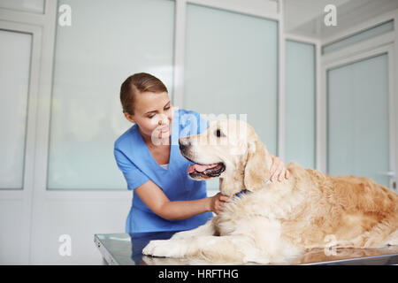 Giovani piuttosto vet in uniforme blu esaminando white labrador giacente sul tavolo con calma con la lingua fuori Foto Stock