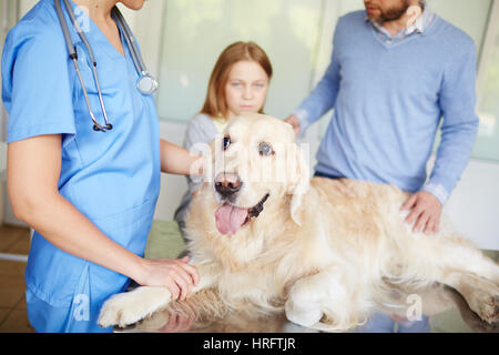 Giovani sani retriever sdraiato sul lettino tranquillamente mentre vet toccandolo durante il regolare check-up Foto Stock