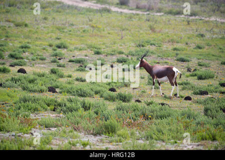 La sfocatura in Sud Africa kruger wildlife riserva naturale e selvaggio impala Foto Stock