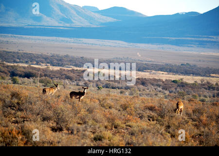 La sfocatura in Sud Africa kruger wildlife riserva naturale e selvaggio impala Foto Stock