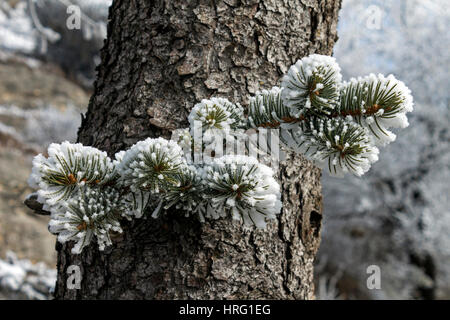 Snowy il ramo di abete rosso con aghi coperto di neve. Foto Stock