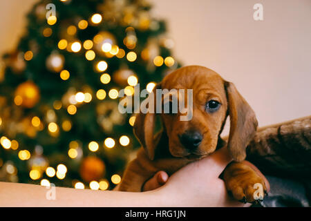 8 settimane vecchi capelli lisci brown bassotto cucciolo nelle mani del suo proprietario femmina, luci sfocate sullo sfondo. Foto Stock