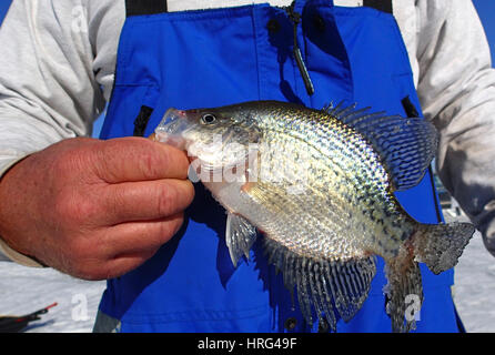 Fisherman tenendo un Crappie catturati durante la pesca sul ghiaccio Foto Stock