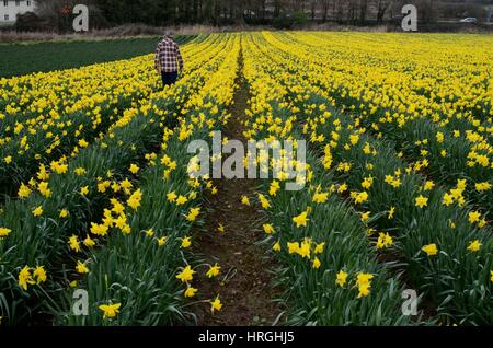 Cornwall, Regno Unito. 2 Mar, 2017. Regno Unito Meteo. Giunchiglie presente un segno di benvenuto di primavera in Hayle, Cornwall. Credito: Lucy Piper/Alamy Live News Foto Stock