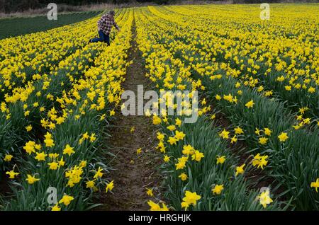 Cornwall, Regno Unito. 2 Mar, 2017. Regno Unito Meteo. Giunchiglie presente un segno di benvenuto di primavera in Hayle, Cornwall. Credito: Lucy Piper/Alamy Live News Foto Stock