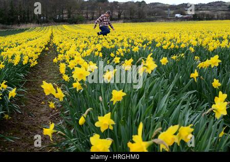 Cornwall, Regno Unito. 2 Mar, 2017. Regno Unito Meteo. Giunchiglie presente un segno di benvenuto di primavera in Hayle, Cornwall. Credito: Lucy Piper/Alamy Live News Foto Stock