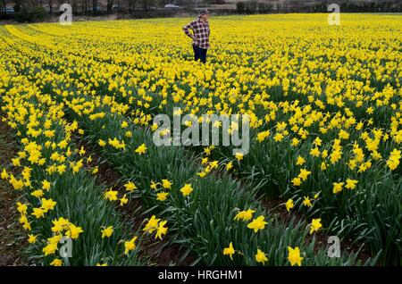 Cornwall, Regno Unito. 2 Mar, 2017. Regno Unito Meteo. Giunchiglie presente un segno di benvenuto di primavera in Hayle, Cornwall. Credito: Lucy Piper/Alamy Live News Foto Stock