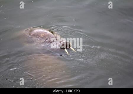 Due Atlantic trichechi Odobenus rosmarus rosmarus in acque poco profonde, alla cintura-deep in acqua di mare di Barents Foto Stock