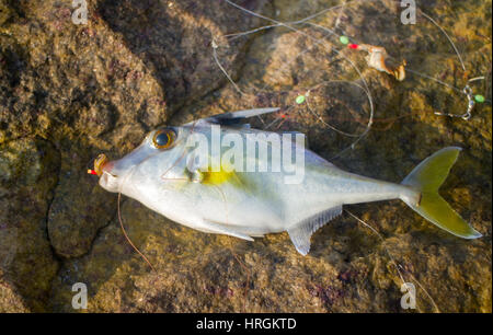 La pesca in India. Questo pesci balestra catturati sulla carne di vongole, prelevati sulla spiaggia. Il Kerala e di Goa Foto Stock