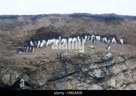 Planar piccola colonia di thick-fatturati murres - base di molti uccelli rookery. Molto caratteristico per questa specie Foto Stock