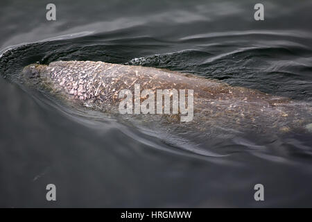 Atlantic tricheco (Odobenus rosmarus rosmarus) alimentazione in acque poco profonde del Mare di Barents, solleva poi la sua testa ed espira a voce alta. Vista superiore, closeup, Foto Stock