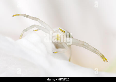 Immagine di un bianco ragno granchio seduta su un fiore bianco Foto Stock