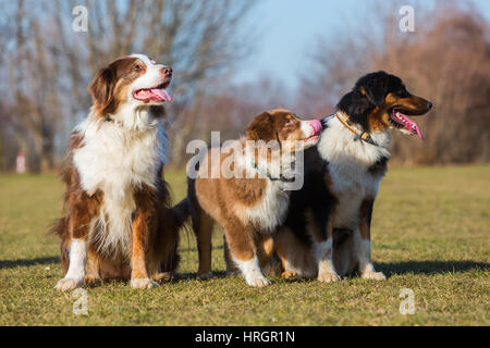 Ritratto di tre pastore australiano cani, un cucciolo e due cani adulti Foto Stock