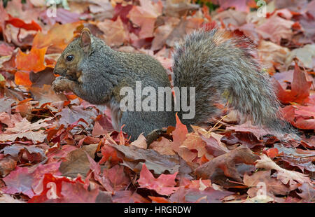 Eastern Fox Squirrel, Bryant's Fox scoiattolo (Sciurus niger), foglie di autunno, E STATI UNITI D'AMERICA Foto Stock