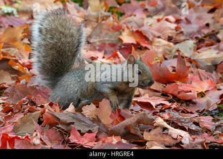 Eastern Fox Squirrel, Bryant's Fox scoiattolo (Sciurus niger), foglie di autunno, E STATI UNITI D'AMERICA Foto Stock