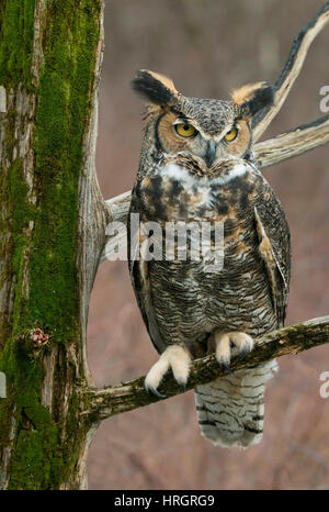 Grande Orned Owl (Bubo virginianus) in albero, adulto, inverno, Stati Uniti orientali, da Skip Moody/Dembinsky Photo Assoc Foto Stock